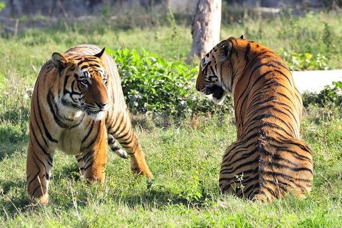 Private 2-Day Tour to Ranthambhore Tiger Safari from Jaipur - Jeep vs Canter: what you should expect once you’re inside the park