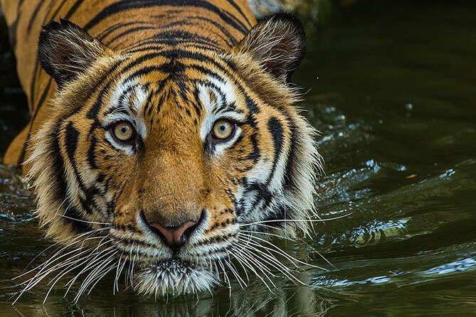 Private 2-Day Tour to Ranthambhore Tiger Safari from Jaipur - Naturalist guide time: the learning value, and one language warning
