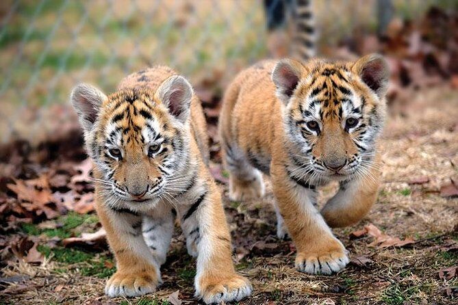 Private 2-Day Tour to Ranthambhore Tiger Safari from Jaipur - Who this Ranthambore tour suits best