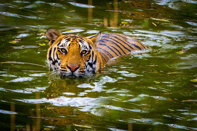 Private 2 Nights Short Escape To Jim Corbett - Key Things to Know Before You Go