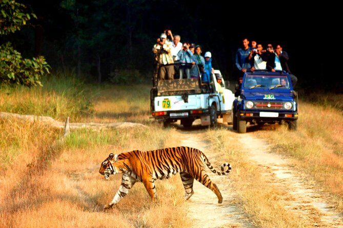 Private 2 Nights Short Escape To Jim Corbett - Why This Short Jim Corbett Trip Feels Like a Reset From Delhi