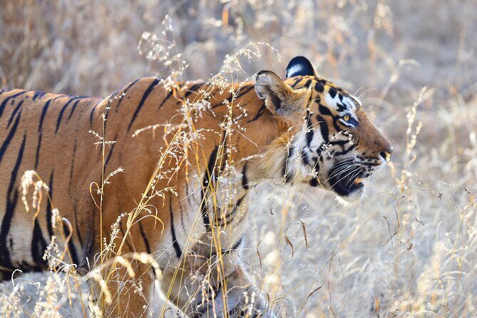Private 3-Day Ranthambhore Tiger Tour from Agra ending in Jaipur - Entering the Taj Mahal at sunrise: tickets, Friday closure, and smart pacing