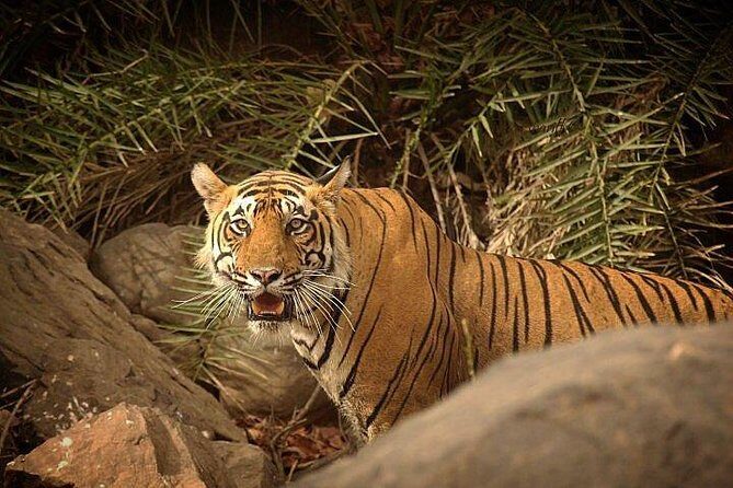Private 3-Day Ranthambhore Tiger Tour from Agra ending in Jaipur - Safari reality check: shared jeeps, naturalists, and no tiger guarantees