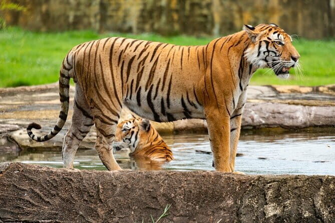 Private 4-Day Tiger Safari & Golden Triangle Tour from Delhi - Key highlights that actually matter