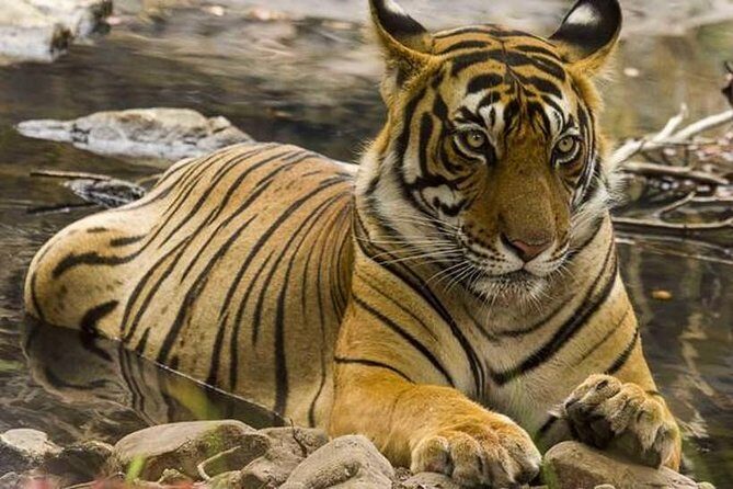 Private 4-Day Wildlife & Taj Mahal Tour from Jaipur to Delhi - How this Jaipur-to-Delhi route beats the usual Golden Triangle rhythm