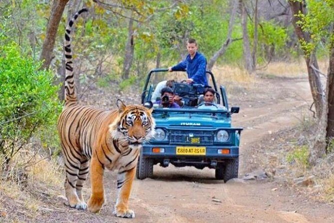 Private Day Tour Of Kumbhalgarh Fort & Wildlife Sanctuary From Udaipur - What You’ll Likely Love Most About This Day Trip