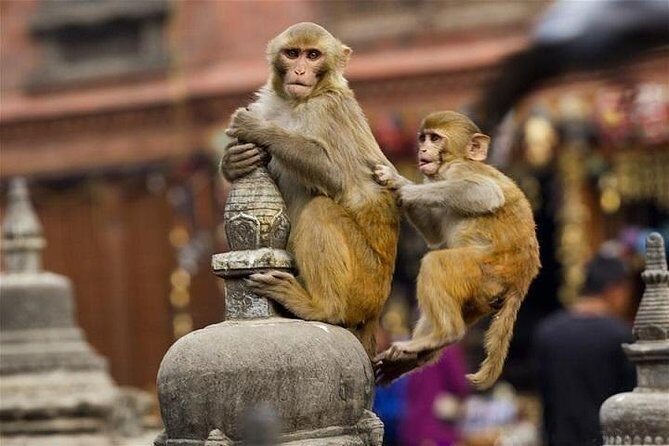 Private Day Trip to Abhaneri Stepwell & Monkey Temple from Jaipur - Chand Baori in Abhaneri: A Stepwell Built for Rain, Not Romance