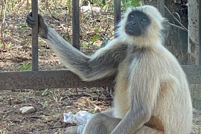 Private Day Trip to Abhaneri Stepwell & Monkey Temple from Jaipur - Price and What Feels Like Good Value at This Level