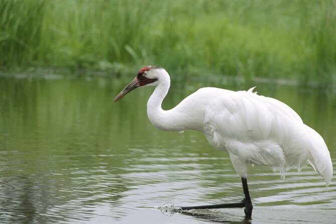 Private Day-Trip to Bharatpur Bird Sanctuary from Agra - Key Things You Actually Get in This Day Trip