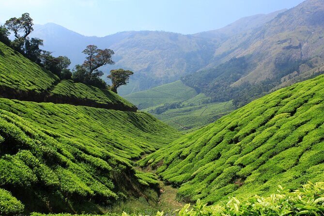 Private Day Trip to Munnar from Kochi (Cochin) - Lunch and Breakfast: Plan for Food You Pay For