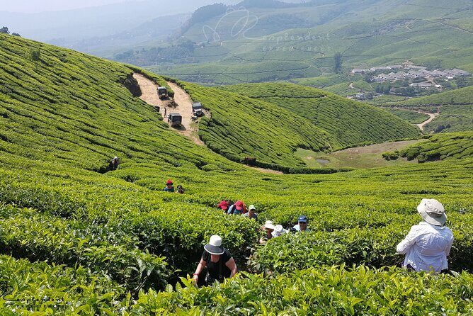 Private Day Trip to Munnar from Kochi (Cochin) - The 4-Hour Western Ghats Drive: Long, but Worth It