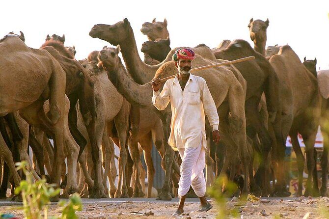 Private Day Trip to Pushkar From Jaipur - Stop 3: Walking the Shoes-Off World of Pushkar Lake