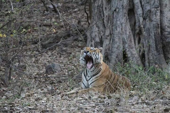 Private Full Day Trip to Ranthambore - Key points to know before you go
