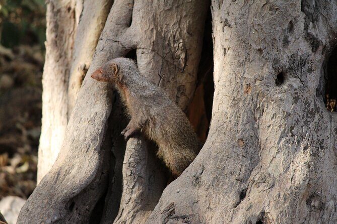 Private Full Day Trip to Ranthambore - The 8:30 AM pickup and 180 km drive: plan for a full-day rhythm