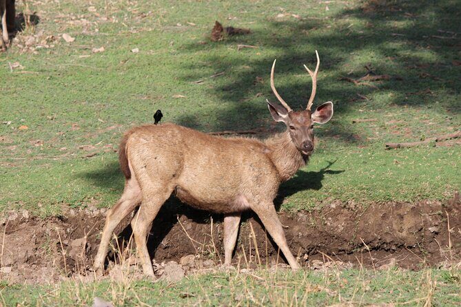 Private Full Day Trip to Ranthambore - Communication and support: what to check before you’re on the road