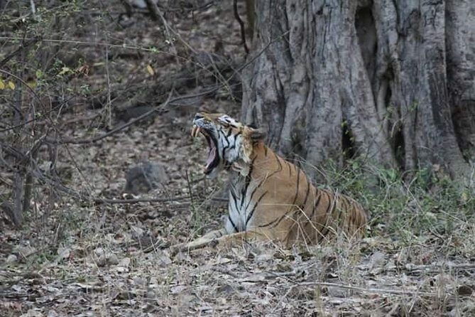 Private Full Day Trip to Ranthambore - Arriving inside Ranthambore: check-in, ID papers, and your safari vehicle assignment