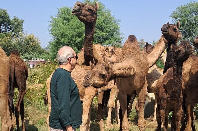 Private Golden Triangle Tour 5 Nights/6 Days - All Inclusive - Why This Golden Triangle Tour Works for a First India Trip