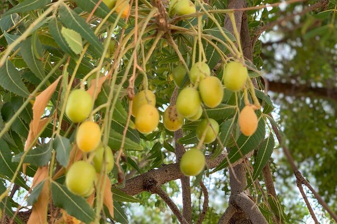 Private Jaisalmer Rural Farm Tour - From City Center to a Real Desert Farm