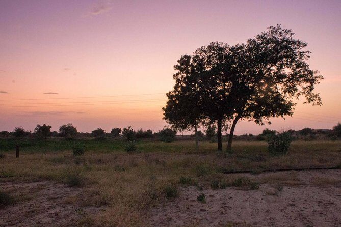 Private Jaisalmer Rural Farm Tour - The 5–6 Hour Flow: How the Day Gets Structured