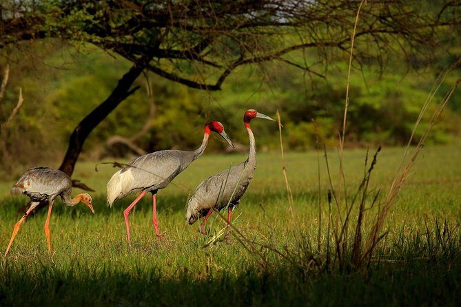 Private Keoladeo National Park Tour sightseeing - All Inclusive - Tickets included and timing tips for a calmer visit