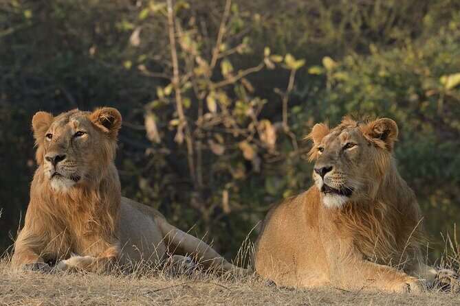 Private Lion Safari in the Gir National Park in Gujarat - Key Points at a Glance