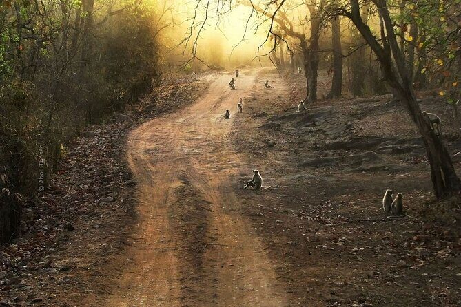 Private Lion Safari in the Gir National Park in Gujarat - Meeting at SINH SADAN: How the Safari Day Starts and Ends