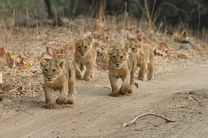 Private Lion Safari in the Gir National Park in Gujarat - Inside Gir: Asiatic Lions, Cubs, and the Real Work of Spotting