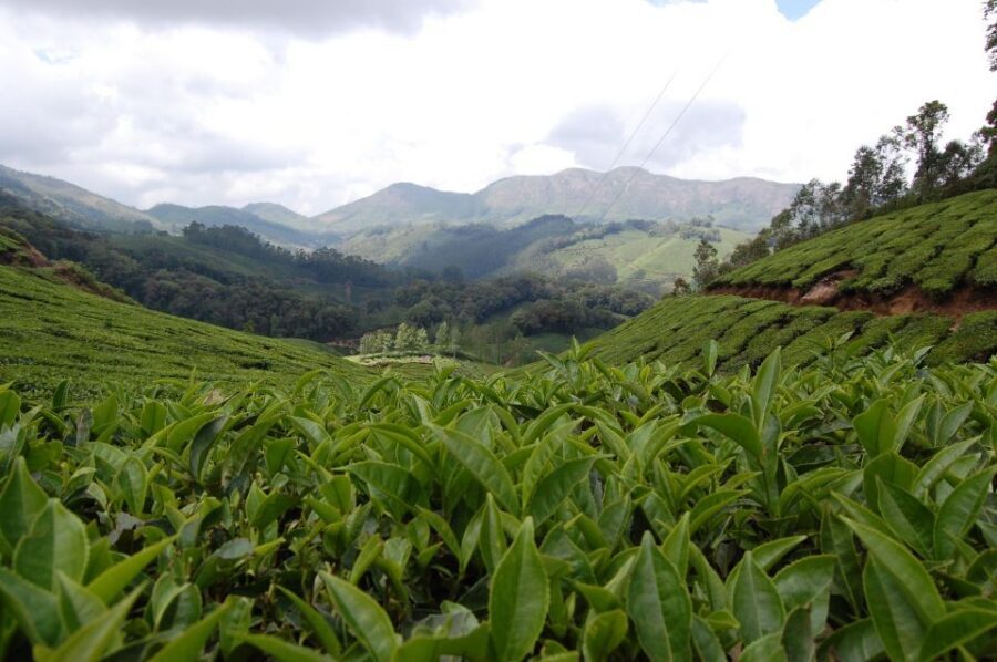 Private Munnar Tea Trek - FAQ