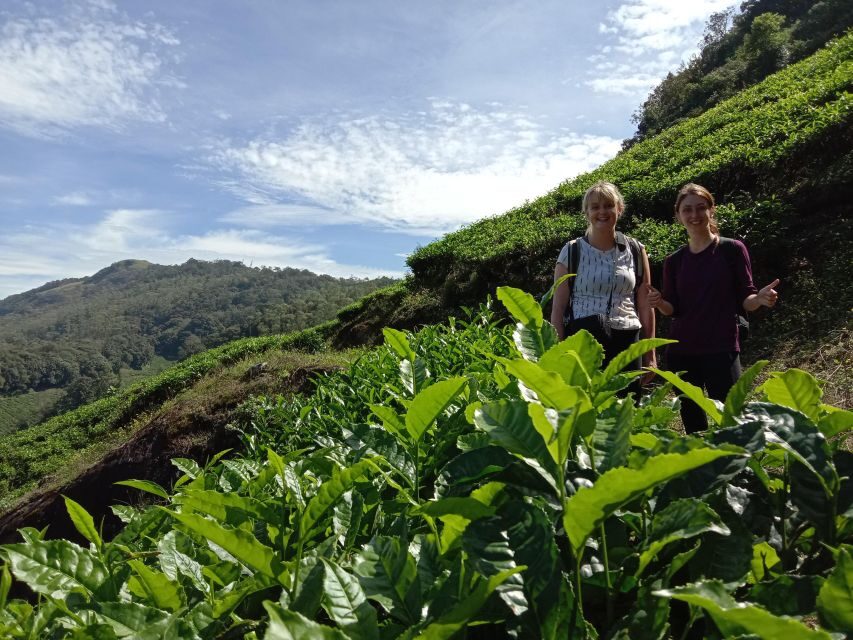Private Munnar Tea Trek - Walking the tea gardens: tea-maker hands-on moments