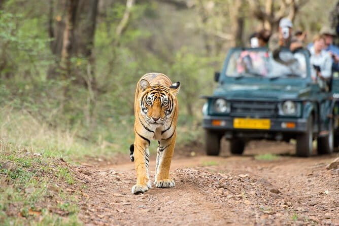 Private Old and New Delhi Full-Day Guided Tour all Inclusive - Lunch and Timing: How to Not Waste Your Energy