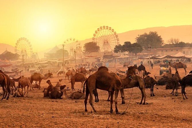 Private One Day Trip to Pushkar from Jaipur - Why a private Jaipur to Pushkar day trip is such good value