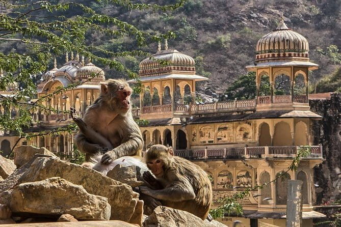 Private Overnight Jaipur City Tour from Delhi - Your driver, your guide, and what to do if you want the best experience