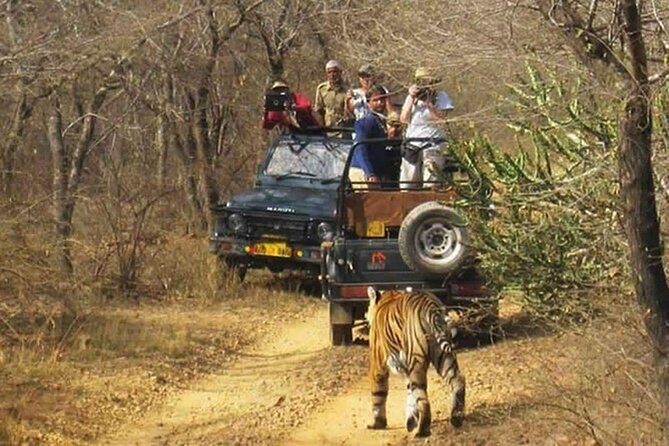 Private Tour from Delhi to Sariska Safari and Jaipur (1N/2D) - Jeep vs canter: how the 6-person setup affects your experience