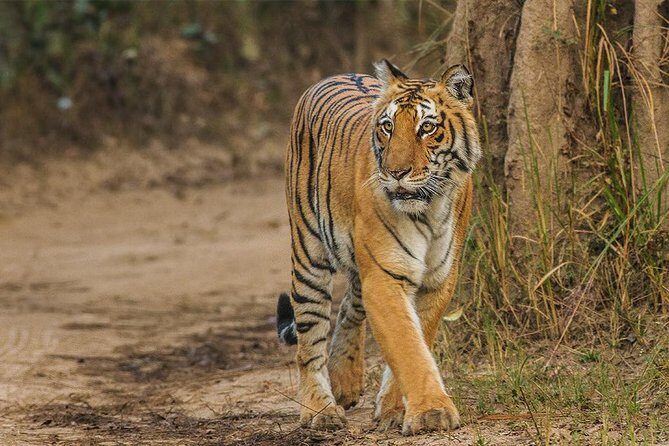 Private Tour to Sariska Tiger National Park by Car from Jaipur - Key points at a glance