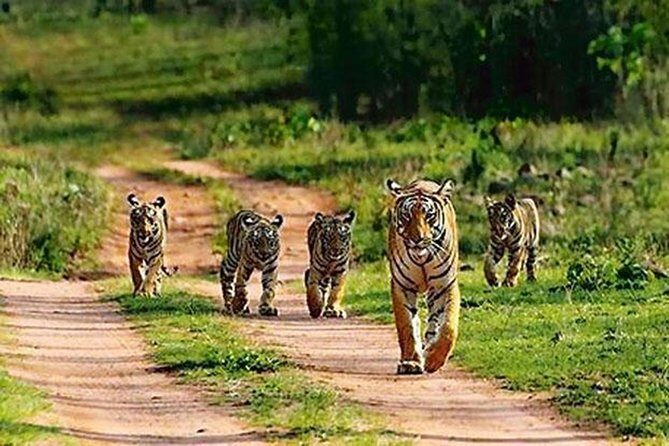 Private Tour to Sariska Tiger National Park by Car from Jaipur - The day’s timing: 9:00 am pickup to about 6:00 pm return