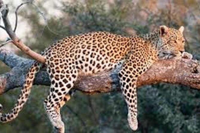 Private Tour to Sariska Tiger National Park by Car from Jaipur - Who this private Sariska trip is best for