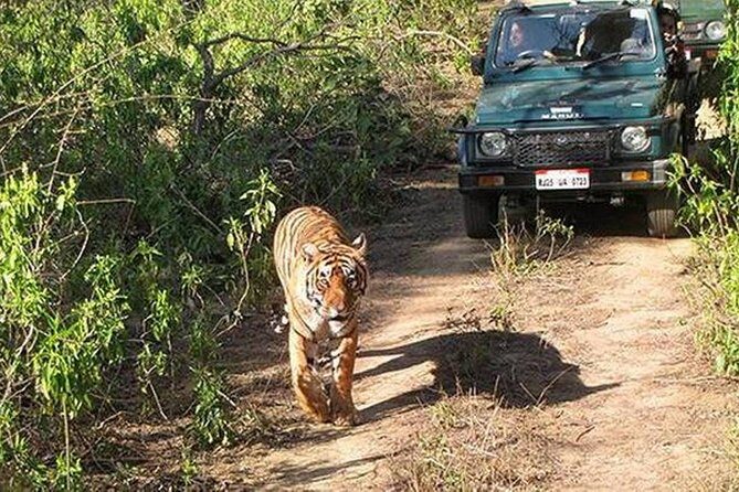Private Tour to Sariska Tiger National Park by Car from Jaipur - AC car comfort and the reality of group size