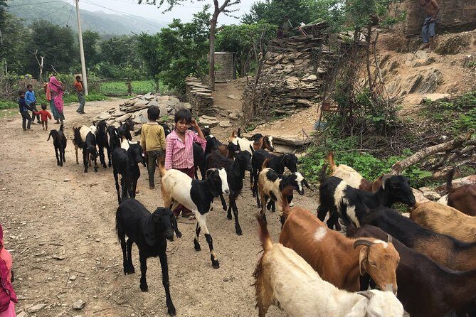 Private Udaipur Village Tour by Tuk-Tuk or by Car - Village Life Around Udaipur District: How This Tour Feels Human