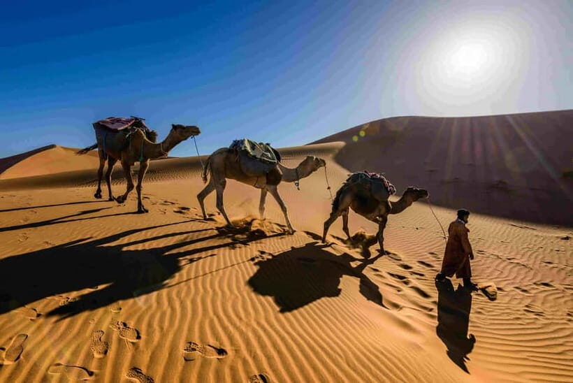 Pushkar: Camel Sunset Safari Adventure - Camel ride through farmlands, villages, and dunes