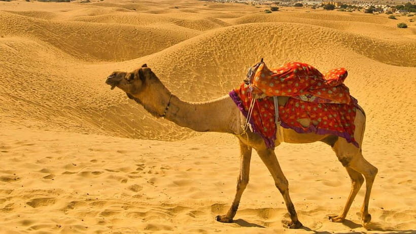Pushkar: Camel Sunset Safari Adventure - Where this tour shines (and where it may not)