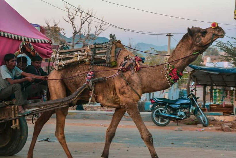 Pushkar: Camel Sunset Safari Adventure - Tips to make your camel ride smoother