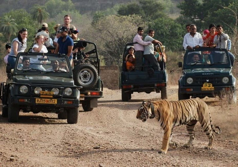 Rajasthan: Ranthambore National Park Safari - Key takeaways before you book