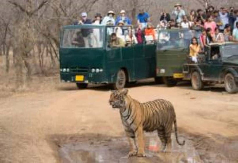 Rajasthan: Ranthambore National Park Safari - Ranthambore safari in 3 hours: what the drive is really for