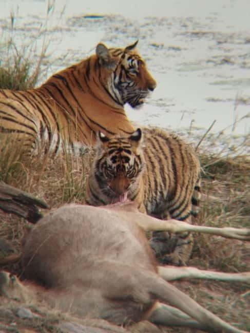 Rajasthan: Ranthambore National Park Safari - Meeting near Angeethi Restaurant: the logistics that affect your day
