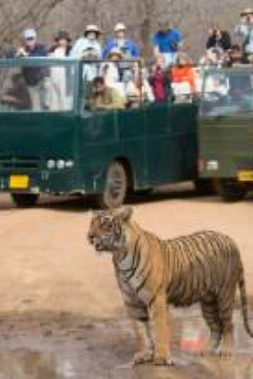 Rajasthan: Ranthambore National Park Safari - Price and value of a $38 guided safari