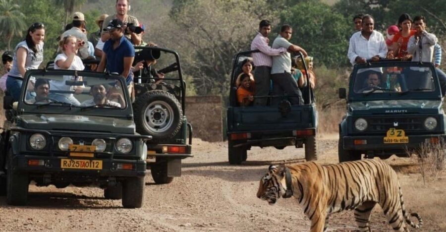 Rajasthan: Ranthambore National Park Safari - Timing, punctuality, and why you should arrive early