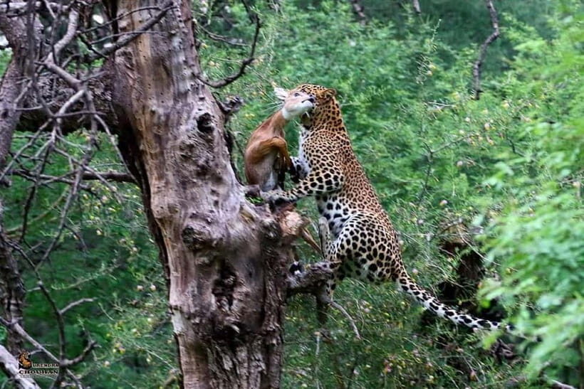 Rajasthan: Ranthambore National Park Safari - 10 safari zones and why the water bodies matter
