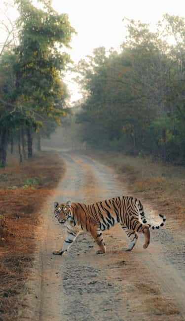 Ranthambhore: Ranthambhore Tiger Reserve Booking - Key Things That Make This Safari Worth Your Time