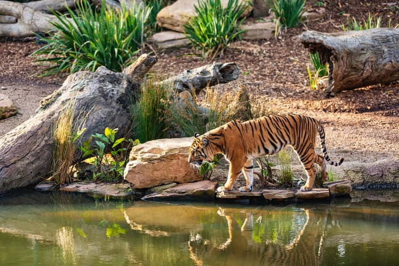 Ranthambhore: Ranthambhore Tiger Reserve Booking - Wildlife Odds: Tigers, Leopards, Sloth Bears, and the Things People Miss