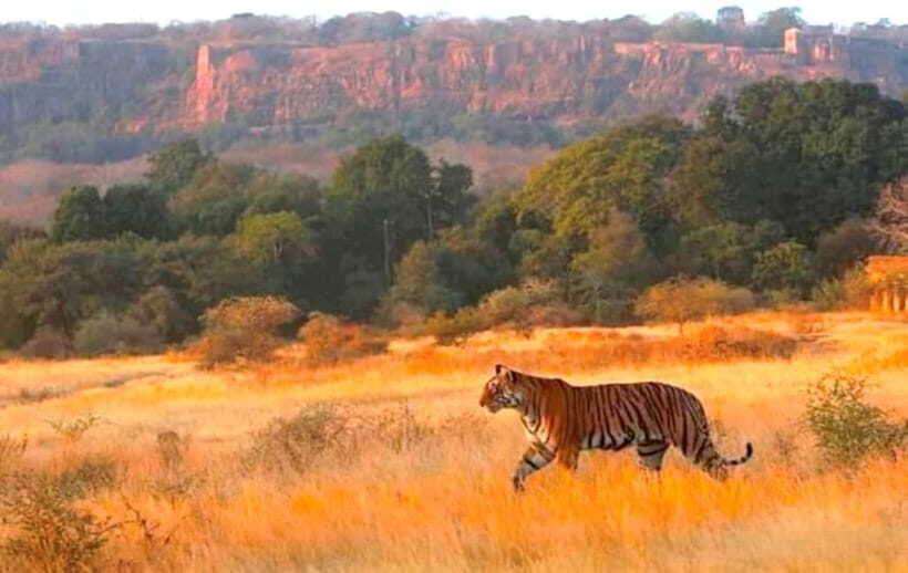Ranthambhore: Ranthambhore Tiger Reserve Booking - Zones Matter: How to Improve Tiger Chances (Without Losing Your Mind)